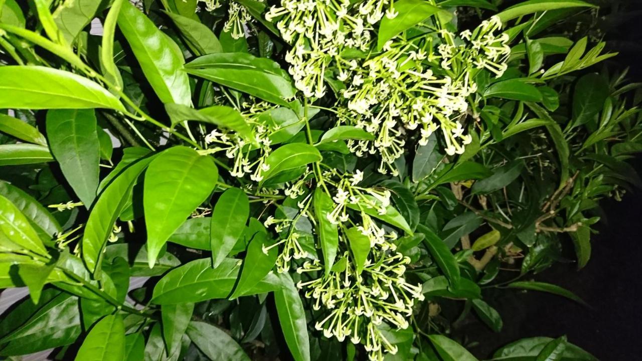 Sokodo-So ฮาจิโจ ภายนอก รูปภาพ